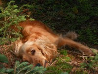 /album/anglicky-kokerspaniel/mia-a-les-jpg/